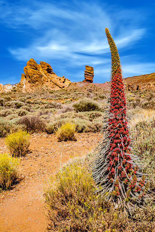 宝石塔(Echium wildpretii)，西班牙特内里费岛的El Teide国家公园